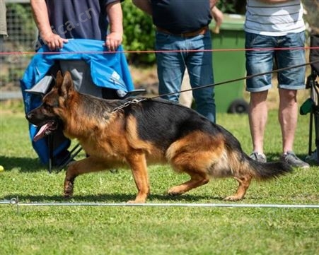德国牧羊犬 双血统萌犬幼崽 适应能力强 体型匀称