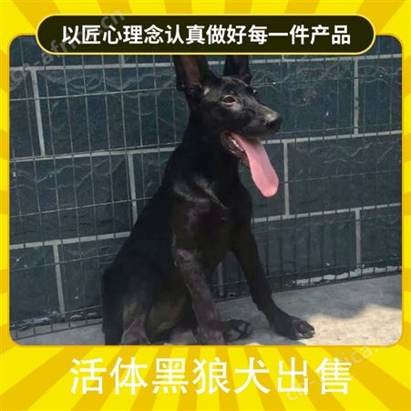 活体黑狼犬出售 狗狗品种黑狼犬 颜色黑色 狗狗性别公母均有