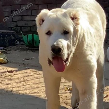 散养大型中亚牧羊犬 成年宠物犬 生长速度快 已做免疫驱虫