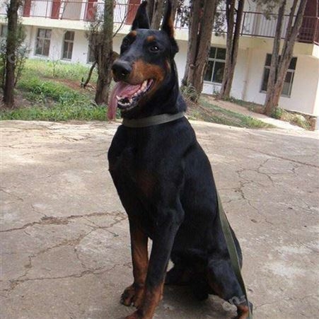 散养双血统成年立耳杜宾犬母犬 肌肉发达 抗病能力强 体格健壮