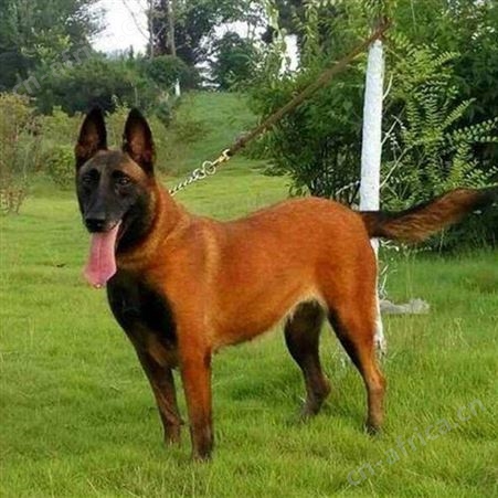 散养大型双血统成年马犬 爆发力强 四肢有力 行动敏捷