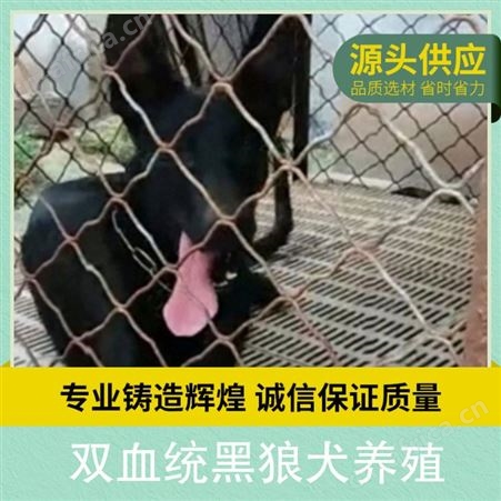 双血统黑狼犬养殖 公母均有 品种黑狼犬 体高65~70cm
