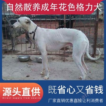 自然散养成年花色格力犬 公母均有 体长112cm 胸围52cm