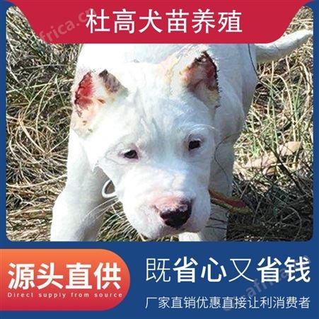 杜高犬苗养殖 体长110cm 毛色白色 体高55cm 动物种类犬类