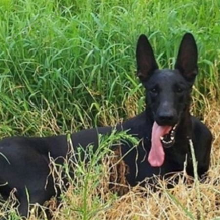 大骨架八个月黑狼犬 大型双血统护卫犬 采食性广 耐粗饲