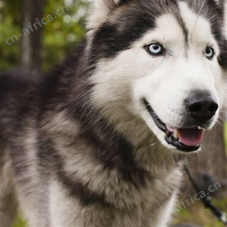 农家散养宠物哈士奇犬 体形高大 采食性广 已做免疫驱虫