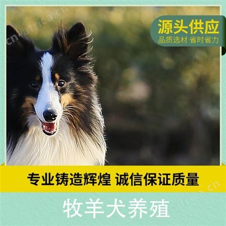 边境牧羊犬养殖基地 规格幼崽 免疫驱虫已做 体重12kg