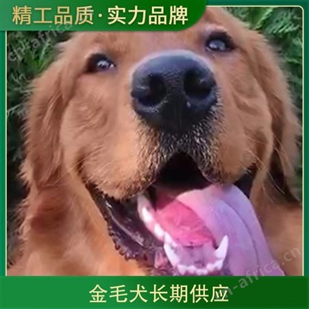 金毛犬长期供应 品种金毛犬 年龄2-9个月 性别公母都有