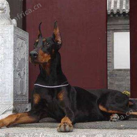供应种德系杜宾幼犬 活体杜宾犬护卫犬 已做免疫驱虫 适应性强