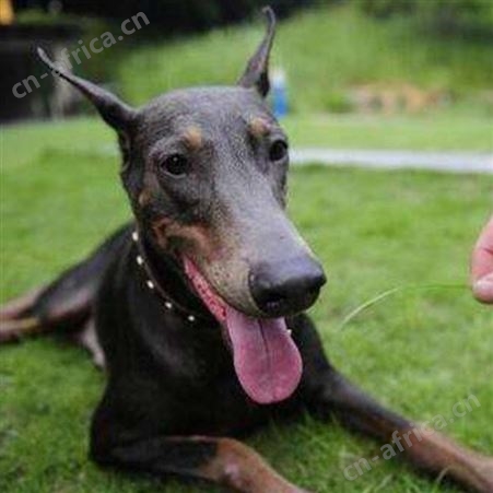 散养种黑狼犬三个月幼犬 行动敏捷 尾巴细长 生长速度快