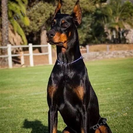 大型血统杜宾犬 德系杜宾幼犬 护卫犬 适应能力强 肌肉发达 明茂