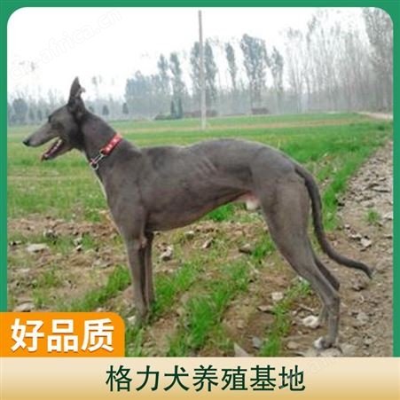 格力犬养殖基地 公母均有 体长100cm 胸围37cm 管围48cm