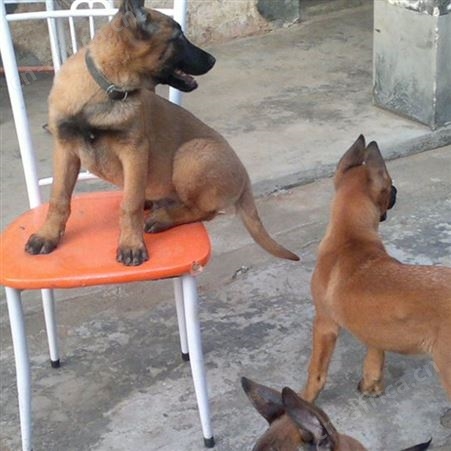 长期供应活体马犬幼苗 成年改良犬 自然立耳 已做免疫驱虫