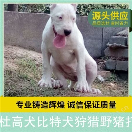 杜高犬比特犬野猪打 公母公母均有 品种犬