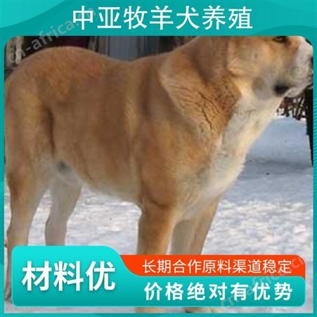 中亚牧羊犬养殖 规格幼崽 品种德国牧羊犬 成活率百分之87