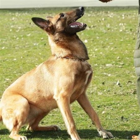农家散养马犬幼犬 长期养殖 自然立耳 体格健壮 抗病能力强
