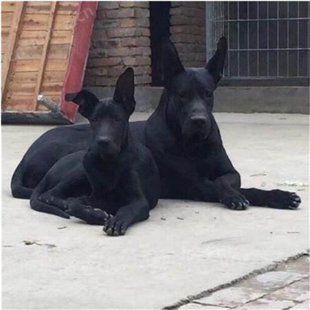 养殖成年黑狼犬 宠物犬幼崽 已做免疫驱虫 采食性广 耐粗饲