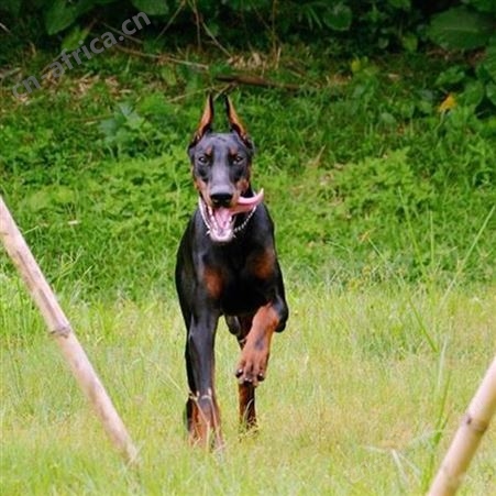 自己繁育双血统杜宾犬 自家繁殖杜宾幼犬 免疫驱虫已做 明茂