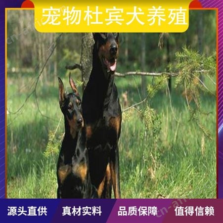宠物杜宾犬养殖 体高96cm 体长75cm 品种杜宾犬 颜色黑色 棕色