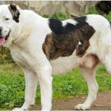 中亚牧羊犬养殖 双血统 大骨架犬 采食性广 耐粗饲