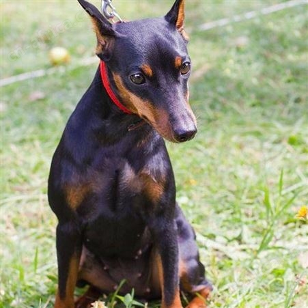常年养殖大体型杜宾犬 杜宾幼犬 立耳护卫犬 已做免疫驱虫