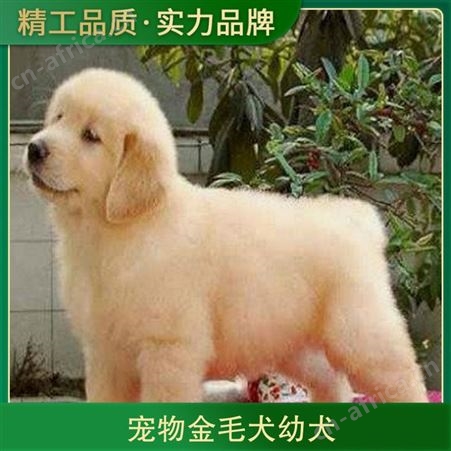 宠物金毛犬幼犬 箱装数量100根 动物种类犬类 体高60cm