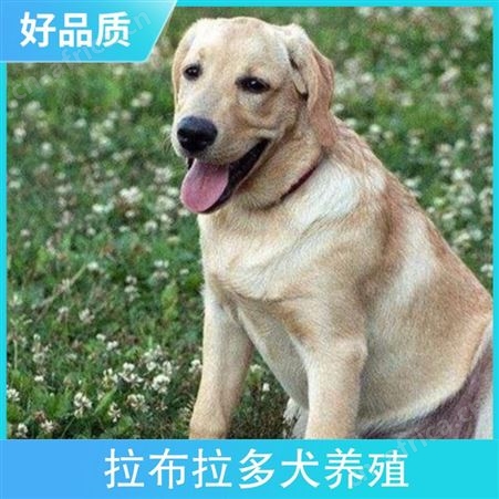 拉布拉多犬养殖基地 颜色黄色 出栏率40 体高12cm