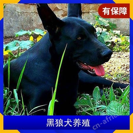 附近的黑狼犬养殖基地 规格成年 公母均有 品种品种