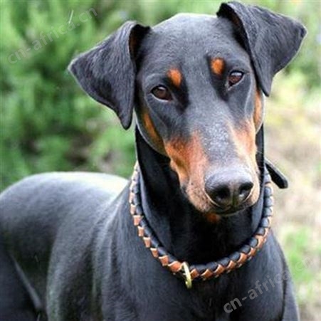 散养双血统成年立耳杜宾犬母犬 肌肉发达 抗病能力强 体格健壮
