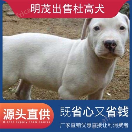 明茂出售杜高犬 体重25kg 品种杜高犬 服务提供技术指导