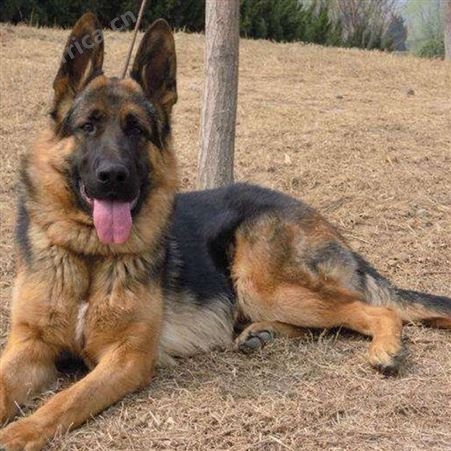 脱温散养德国牧羊犬 大型工作犬 看家护院 提供技术指导