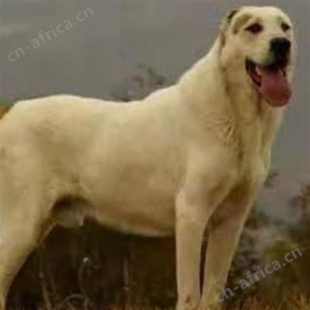 养殖中亚牧羊犬 纯种中亚犬幼崽 已做免疫驱虫 生长快 好养易活