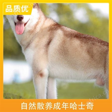 自然散养成年哈士奇 胸围45cm 品种哈士奇犬 毛色灰色