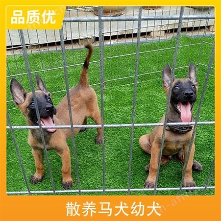 散养马犬幼犬 品种马犬 性别公母 免疫驱虫已做完