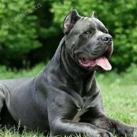 育肥宠物玩赏杜高犬 幼犬 采食性广 耐粗饲 好养易活