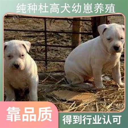 纯种杜高犬幼崽养殖 品种杜高犬 年龄2-6 免疫驱虫已做完