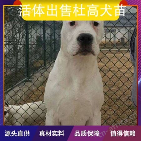 活体出售杜高犬苗 体高55cm 公母均有 数量888 毛色白色