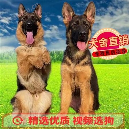 德国牧羊犬 护卫犬 体型健壮 机警过人 适应能力强 生长快
