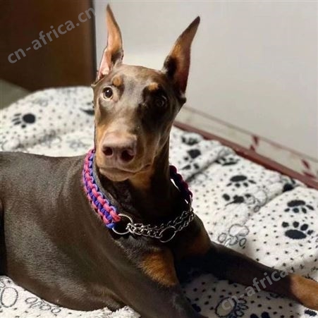 大型血统杜宾犬 德系杜宾幼犬 护卫犬 适应能力强 肌肉发达 明茂