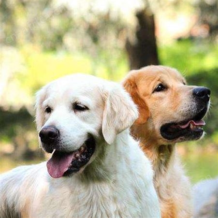 成年金毛犬幼犬 宠物养殖 体格良好 性情温顺 自然散养