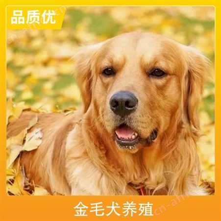 金毛犬养殖视频 品种金毛犬 运输方式物流运输 被毛长短2cm