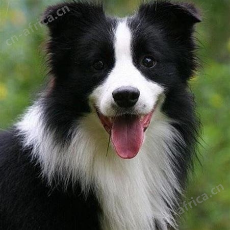 大型成年德国黑背牧羊犬养殖基地 身躯坚实 提供技术指导