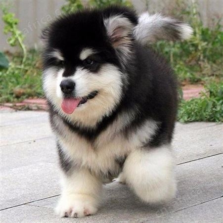 自然散养双血统大型阿拉斯加犬 提供技术指导 明茂