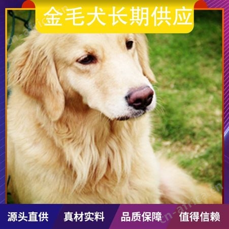 金毛犬长期供应 品种金毛犬 年龄2-9个月 性别公母都有
