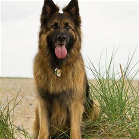 德牧犬养殖 双血统黑背德国牧羊犬 采食性广 耐粗饲