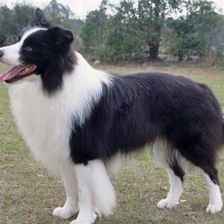 农家供应纯种德国牧羊犬 散养德牧幼犬 科学养殖 饲养体系完善