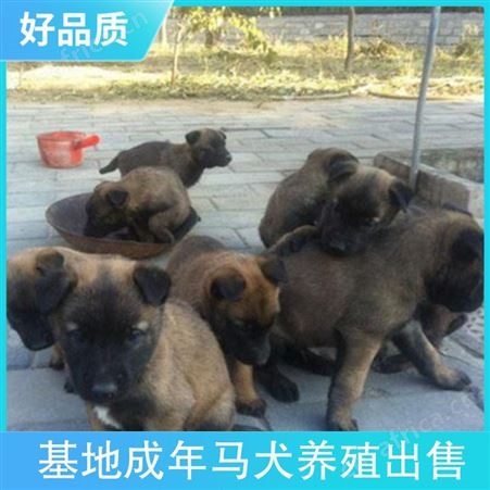 基地成年马犬养殖出售 公母均有 规格幼犬 品种马犬