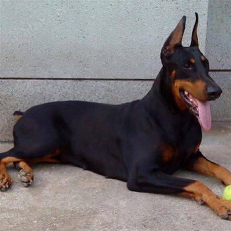 宠物杜宾犬自然立耳 纯种杜宾犬 四肢发达 科学喂养