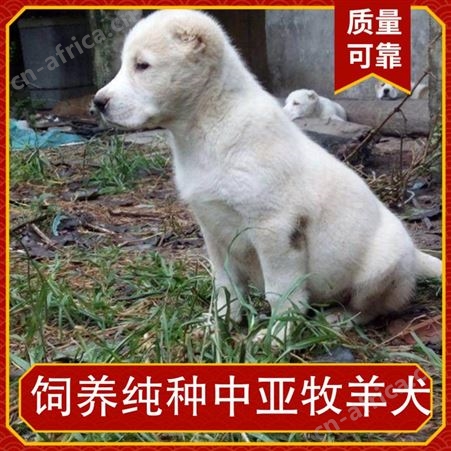 饲养纯种中亚牧羊犬 公母均有 运输物流 胸围52cm