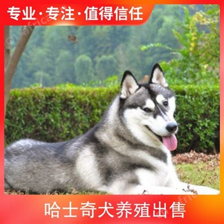 哈士奇犬养殖出售 胸围 40cm 体长 98cm 毛色 灰色